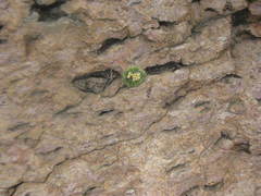 Echinofossulocactus phyllacanthus