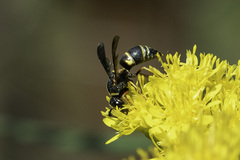 Euodynerus hidalgo