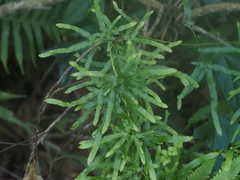 Lygodium japonicum