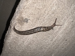 Limax maximus