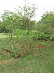 Chloroleucon tortum