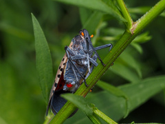 Lycorma delicatula