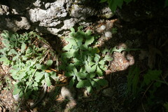 Arabis caucasica