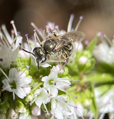 Halictus tripartitus