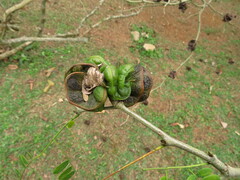 Chloroleucon tortum