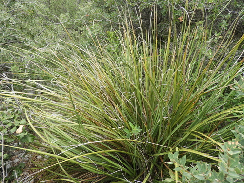 Nolina cespitifera