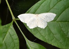 Scopula limboundata