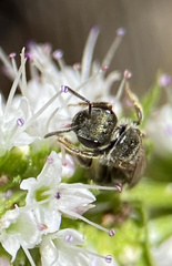 Halictus tripartitus