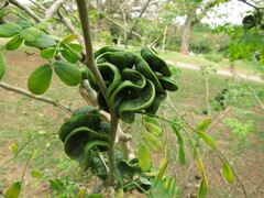 Chloroleucon tortum