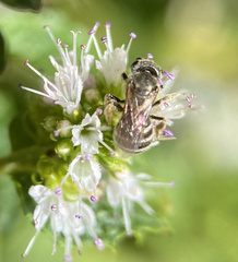 Halictus tripartitus