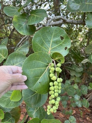 Coccoloba uvifera