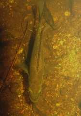 Micropterus dolomieu