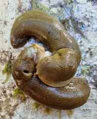 Ariolimax columbianus