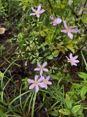 Sabatia angularis