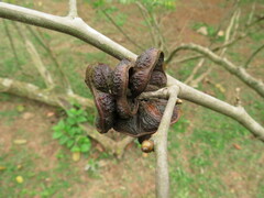 Chloroleucon tortum