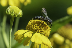 Coelioxys