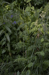 Polemonium caeruleum