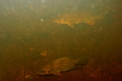 Micropterus dolomieu
