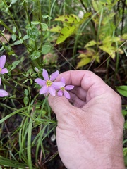 Sabatia angularis