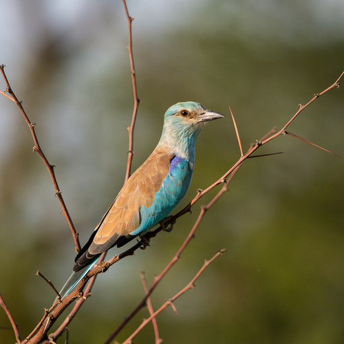 European Roller