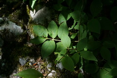 Euonymus verrucosus