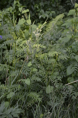 Polemonium caeruleum