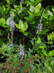 Veronica linariifolia