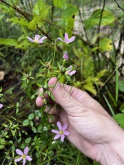 Sabatia angularis