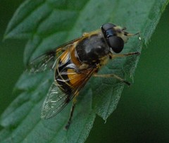 Eristalis horticola
