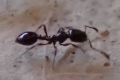 Monomorium ergatogyna