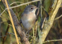 Curruca iberiae