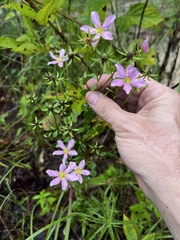 Sabatia angularis