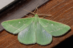 Thetidia smaragdaria