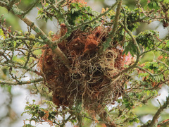 Cranioleuca curtata