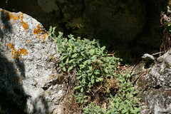 Arabis caucasica