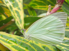 Leptophobia aripa