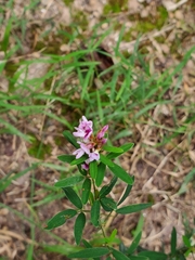 Lespedeza
