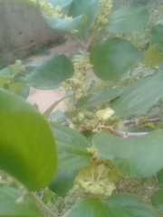 Brachygastra
