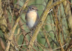 Curruca iberiae