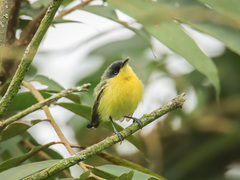 Todirostrum cinereum