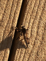 Promachus rufipes