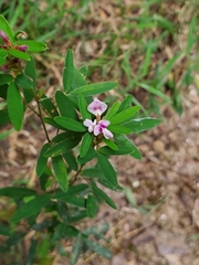 Lespedeza