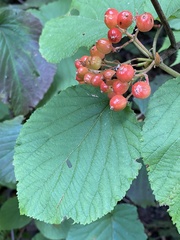 Viburnum lantanoides