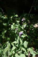 Campanula bononiensis