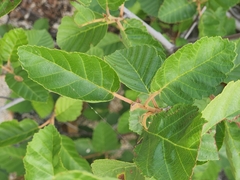 Alnus alnobetula