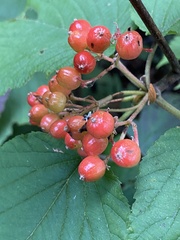 Viburnum lantanoides