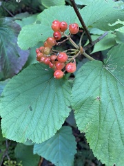 Viburnum lantanoides