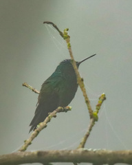 Saucerottia cyanifrons