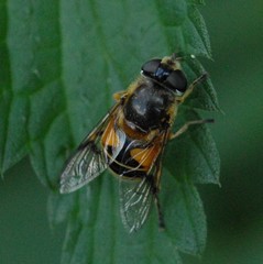 Eristalis horticola