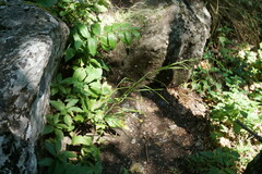 Pseudoturritis turrita